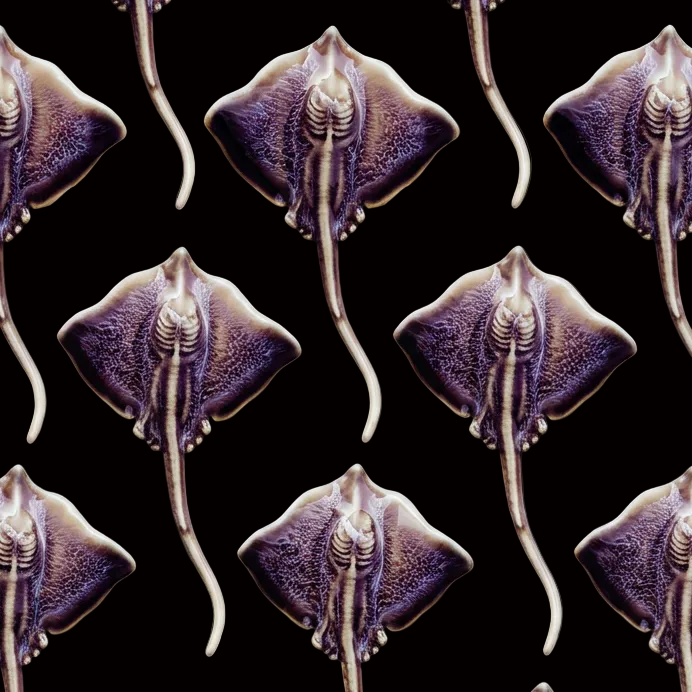 Brooch | Rippled Ray | Ceramic | Wings of the Deep