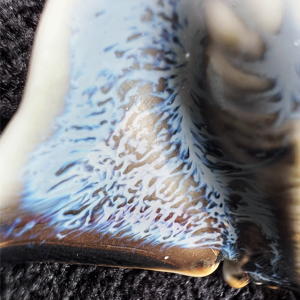 Brooch | Handcrafted Ceramic | 鳐鱼 | 遨游之翼
